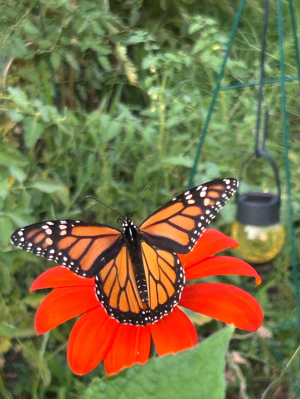 mexican sunflower