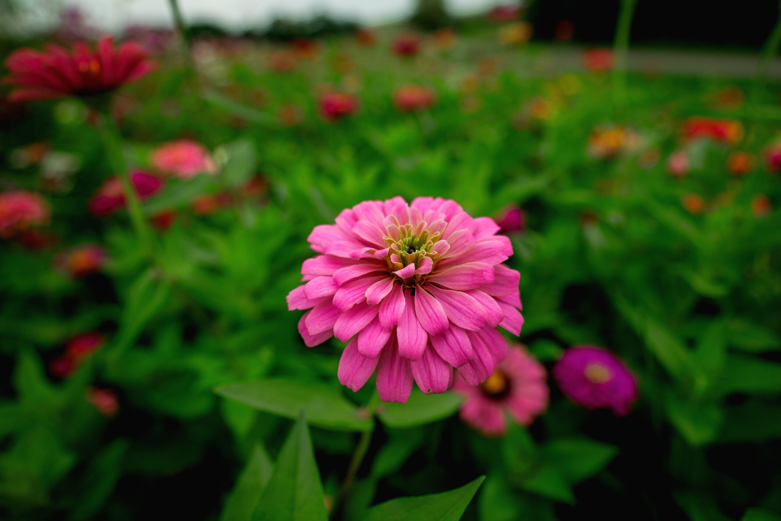 pink zinnia