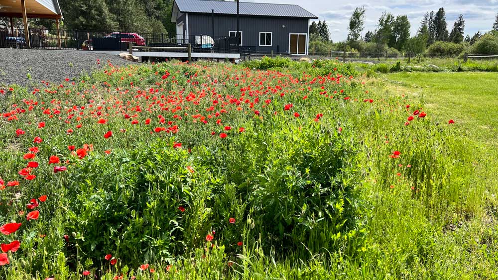 Stopped Cars driving by…poppies
