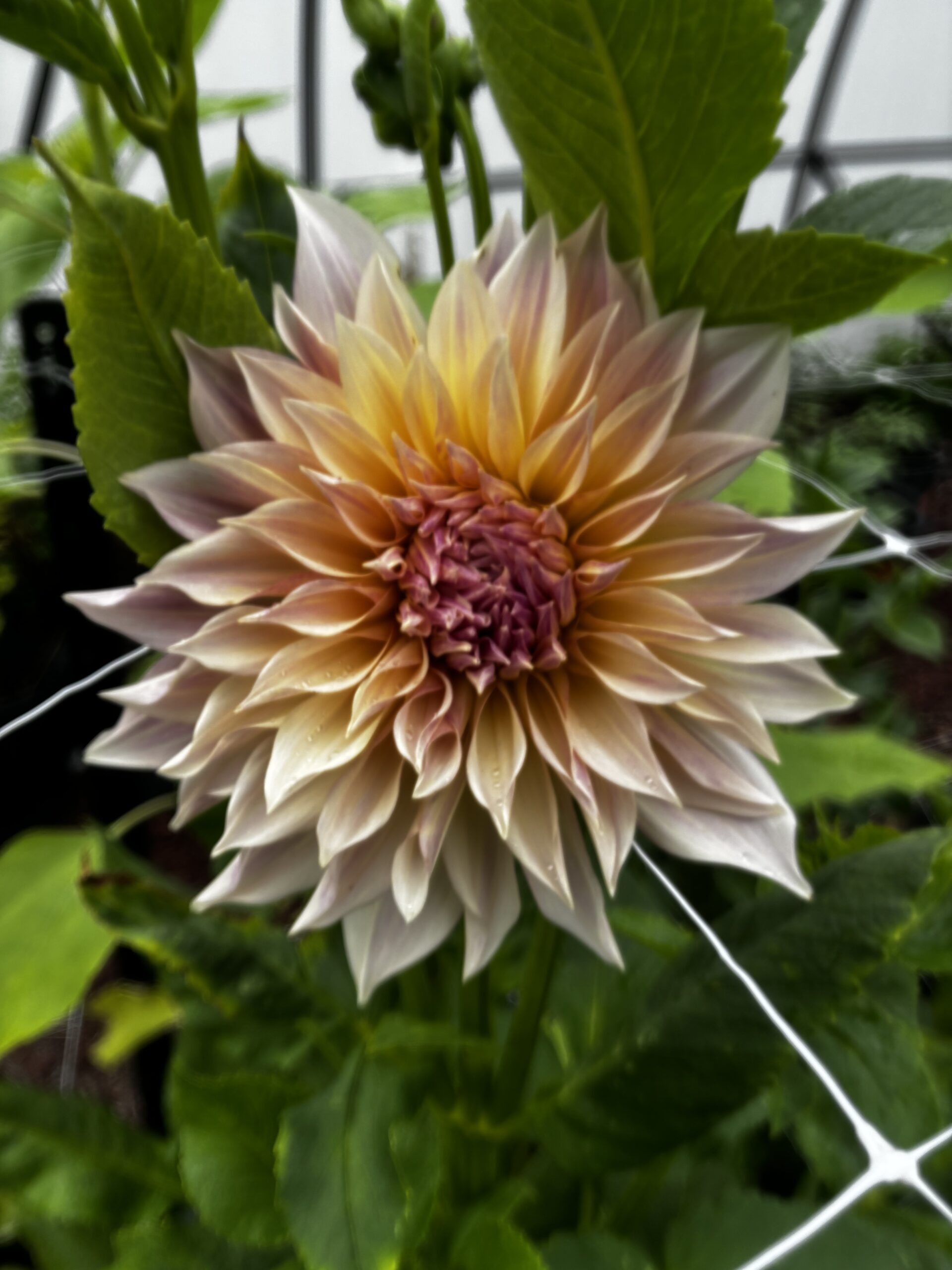 dahlia