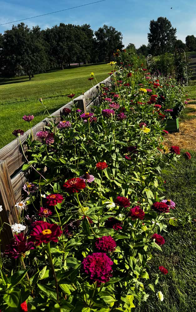 Zinnia Fenceline