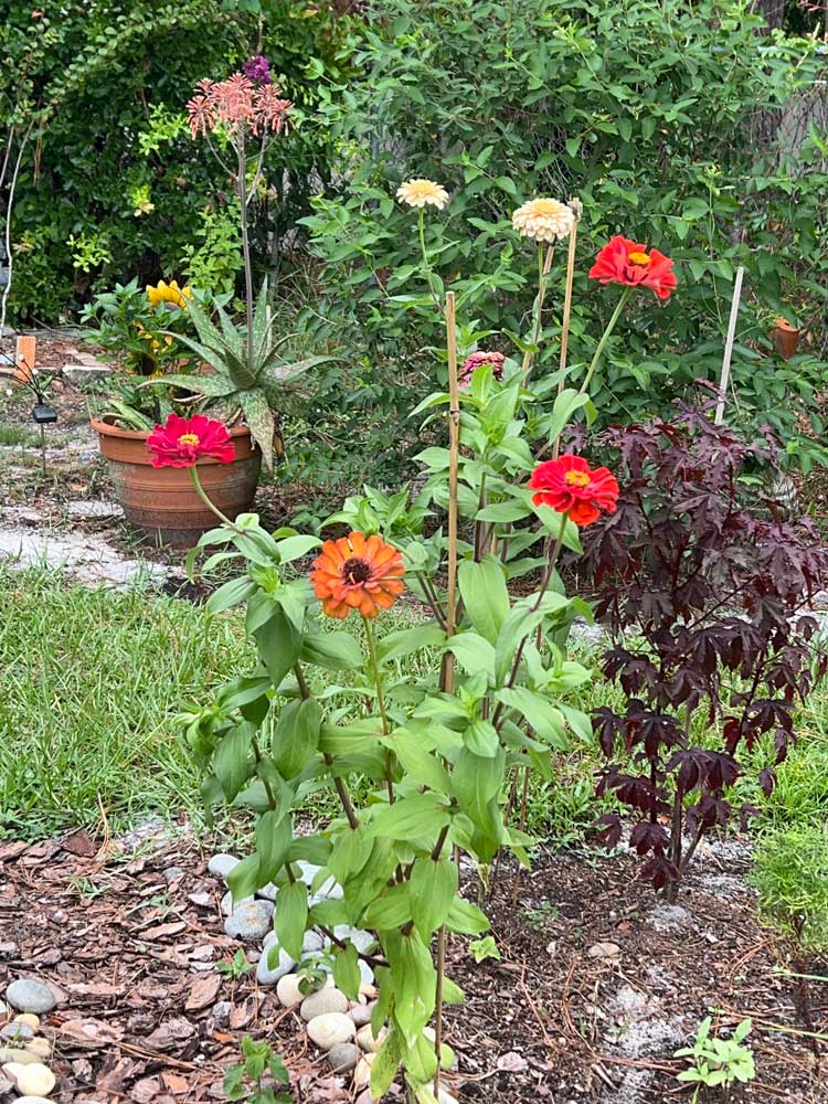 My first attempt at zinnias!