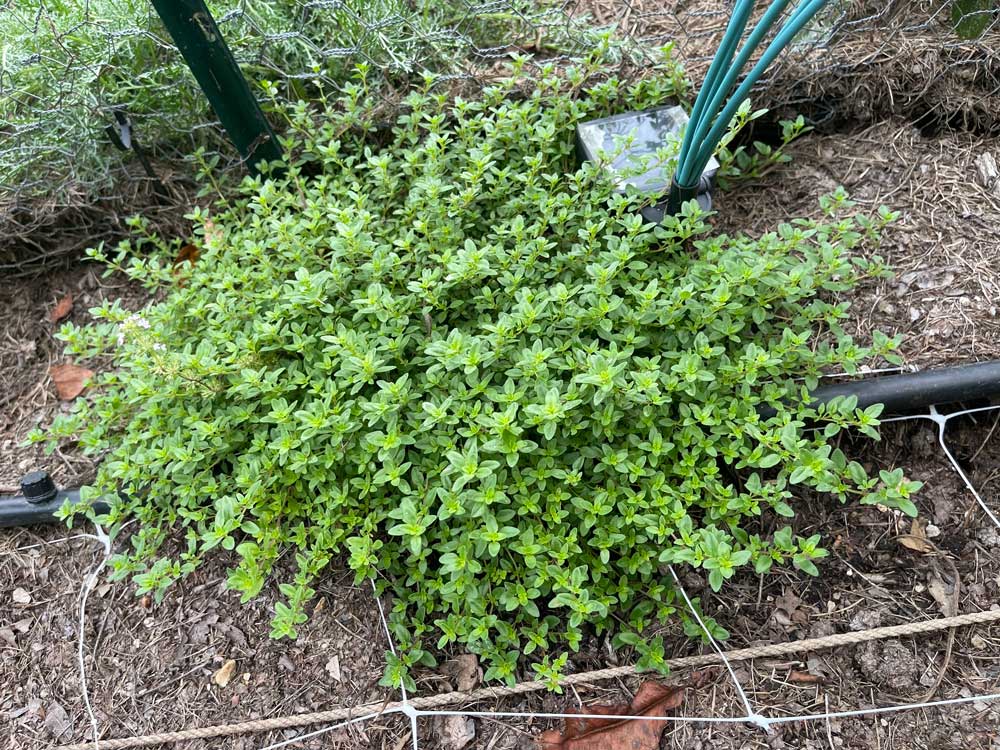 Creeping Thyme