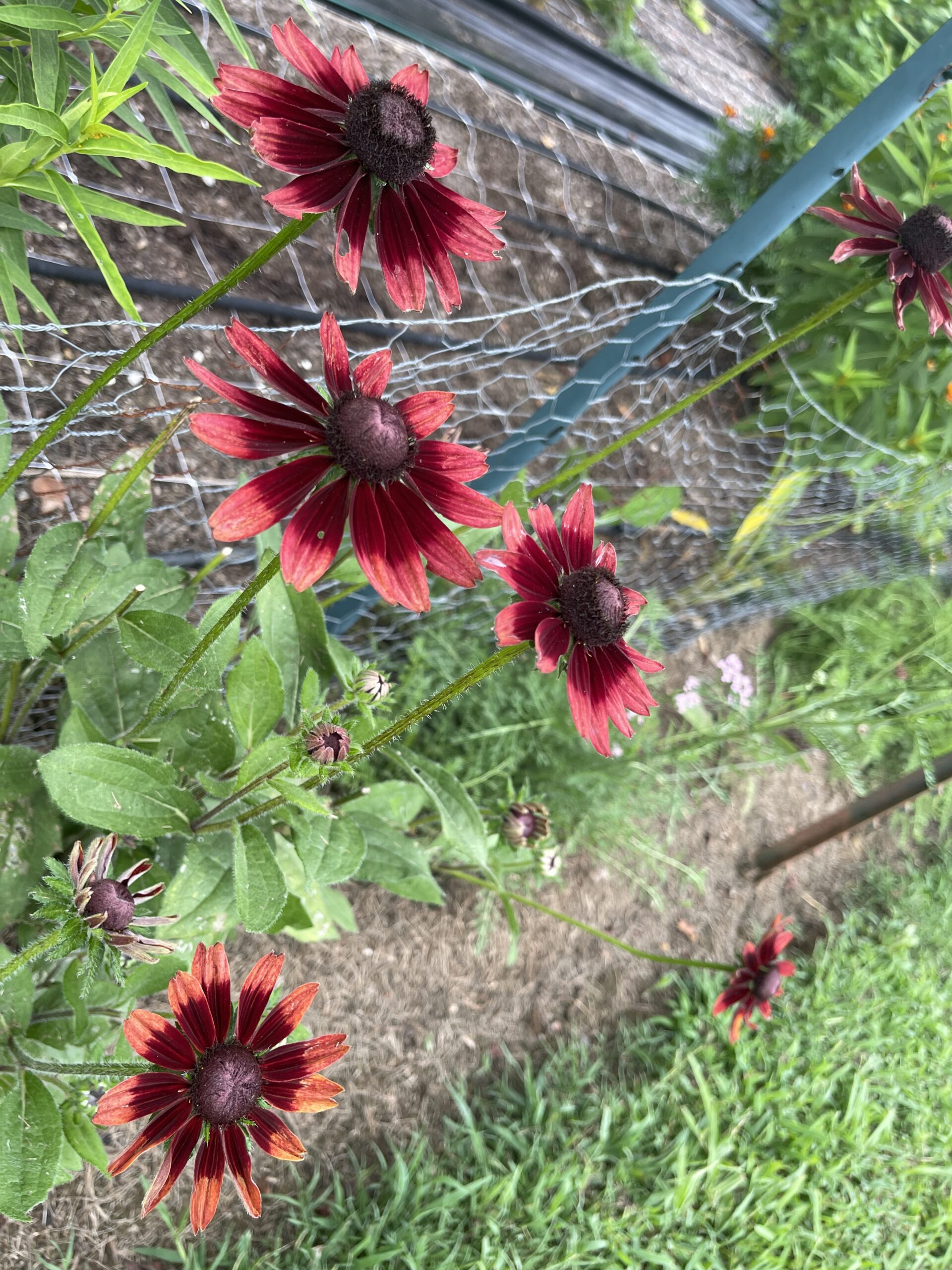 Black Eyed Susan Cherry Brandy