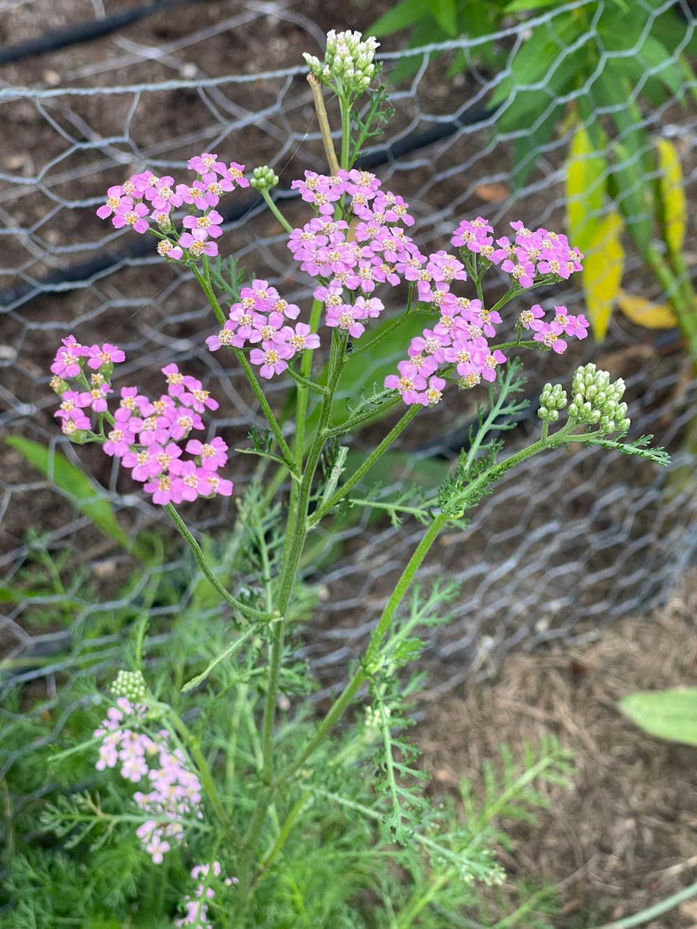 First year bloom Yarrow Colorado mix
