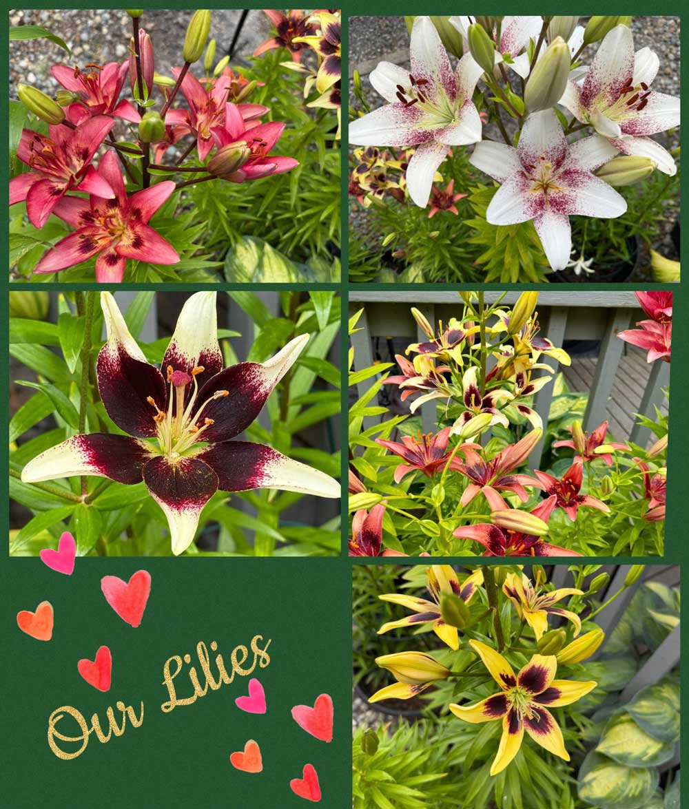 Our Lilies