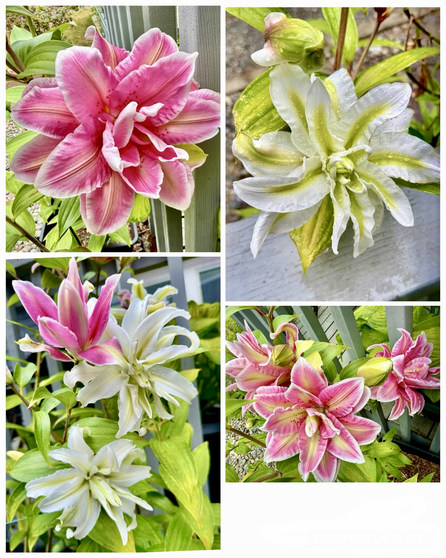 My beautiful Lilies