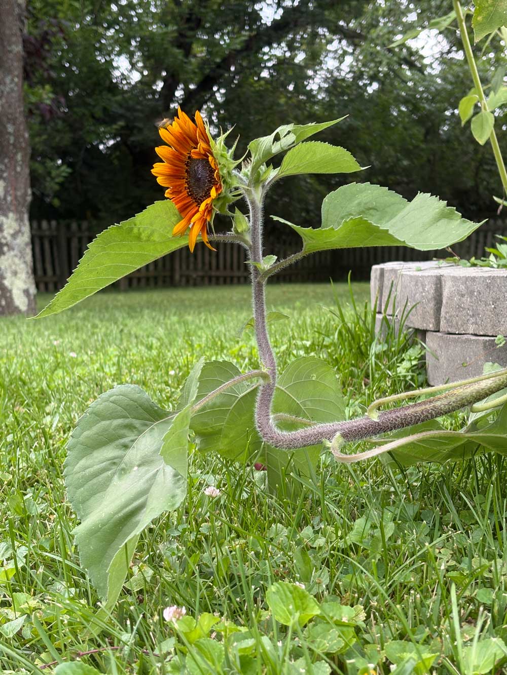 Velvet Queen Sunflower