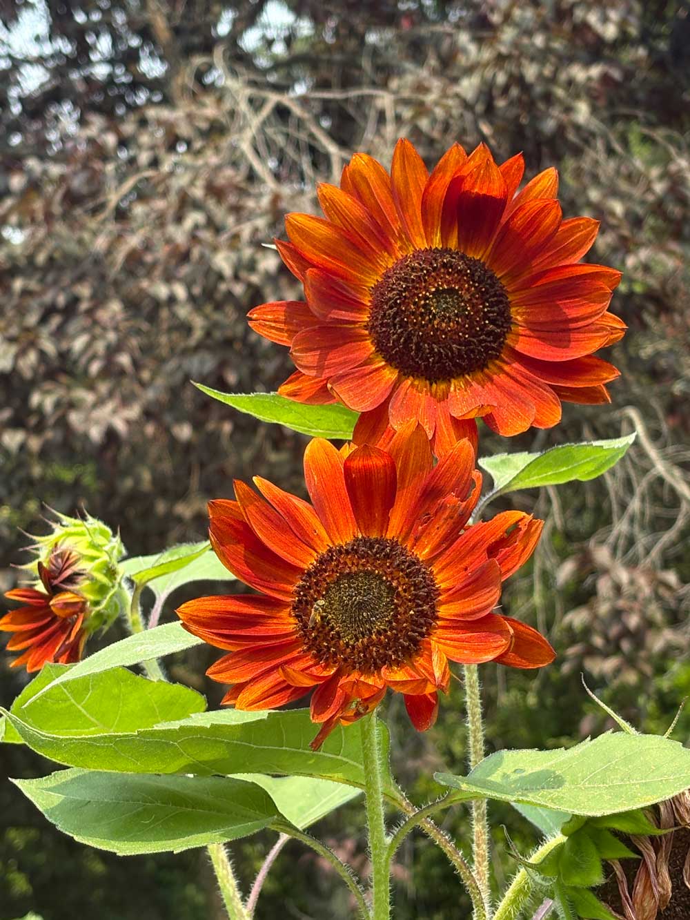 Velvet Queen Sunflowers