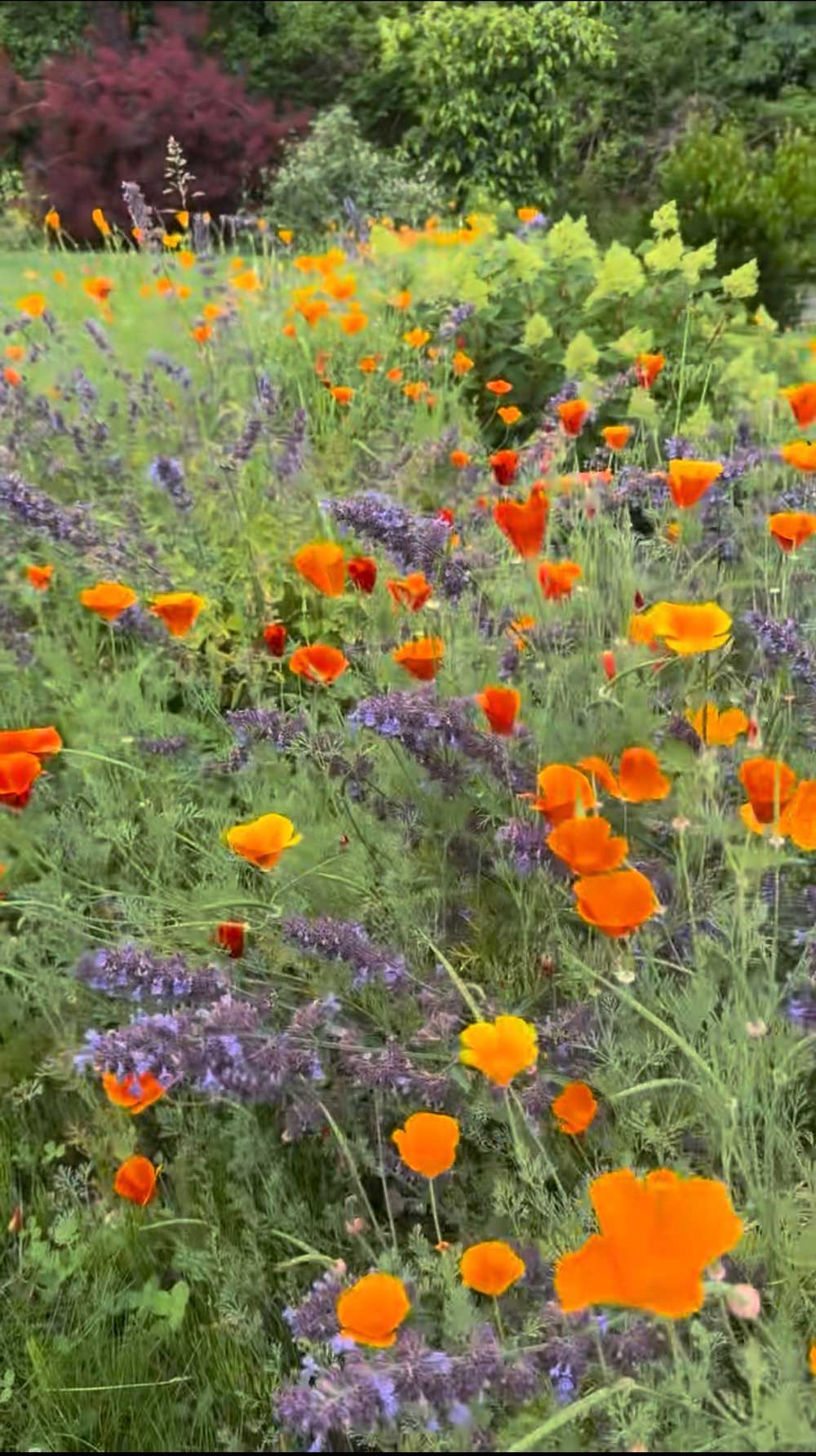 Poppies!