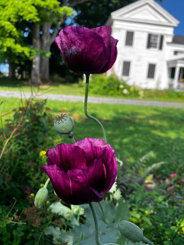 Lauren’s Grape Poppies in Bloom