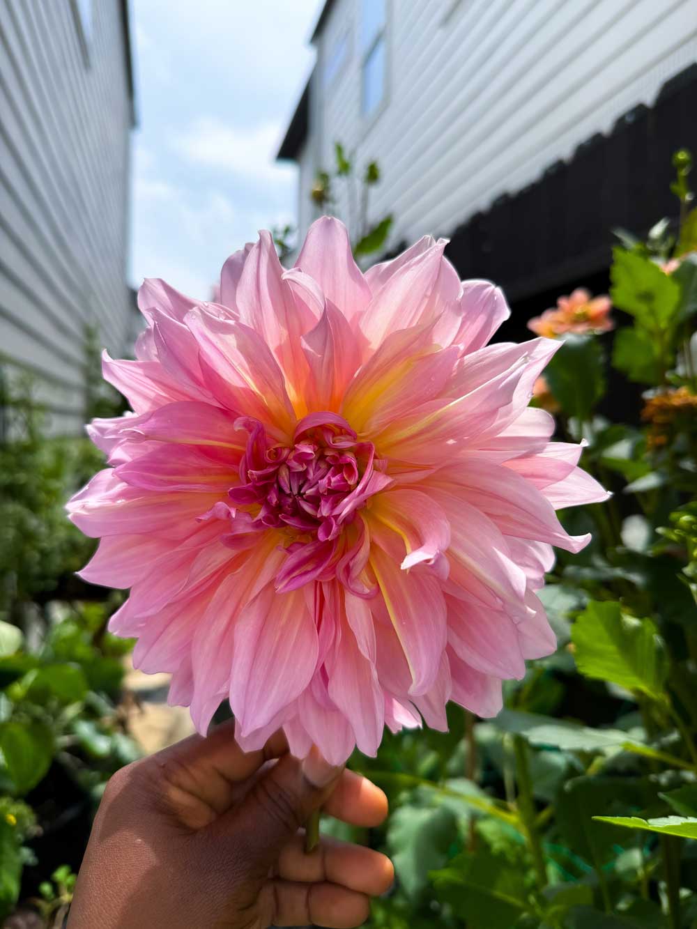 My Eden Brothers Dahlias