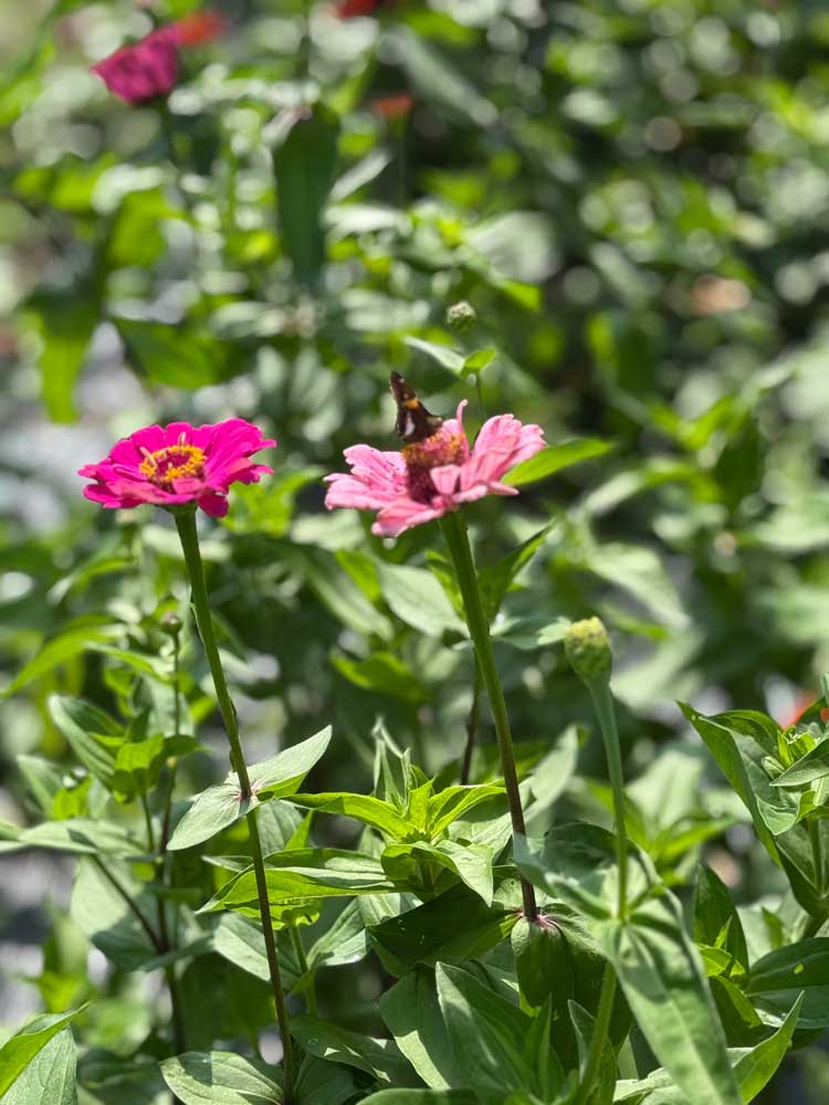 Zinnia field