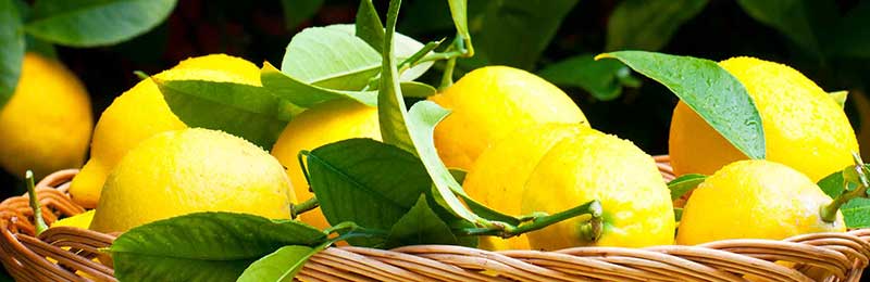 Lemon Trees