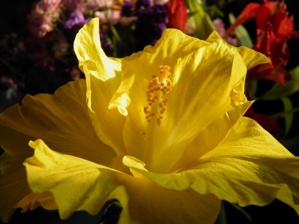 yellow bloom