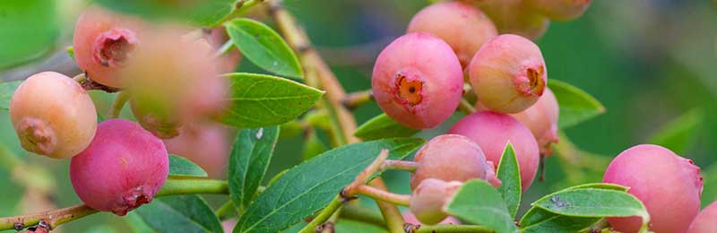 Blueberry Bushes