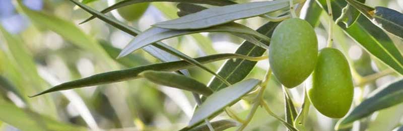 Olive Trees
