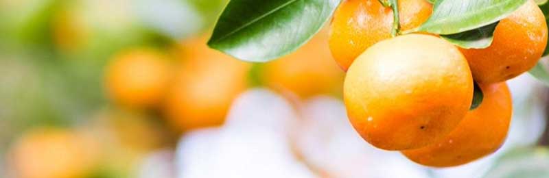 Clementine Mandarine Trees