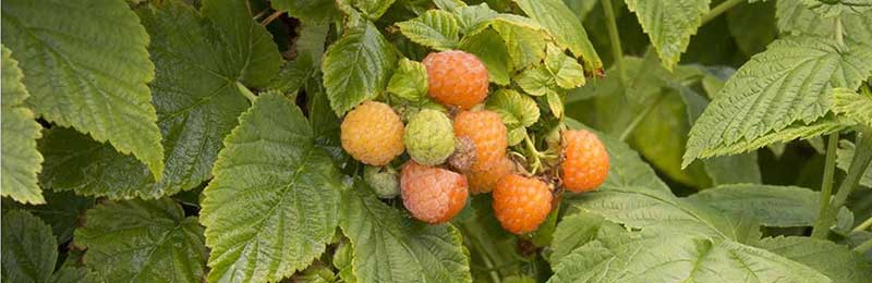 Raspberry Plants