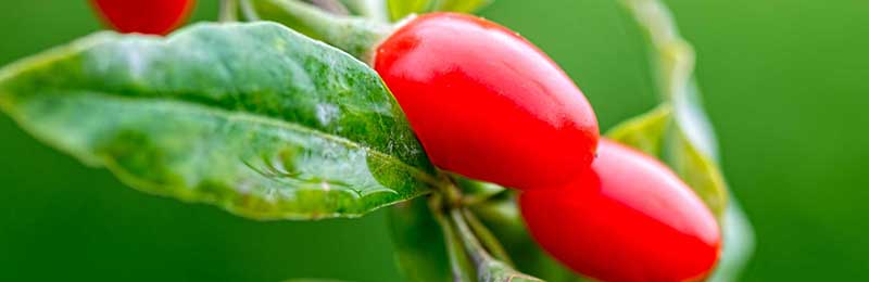 Goji Berry Plants
