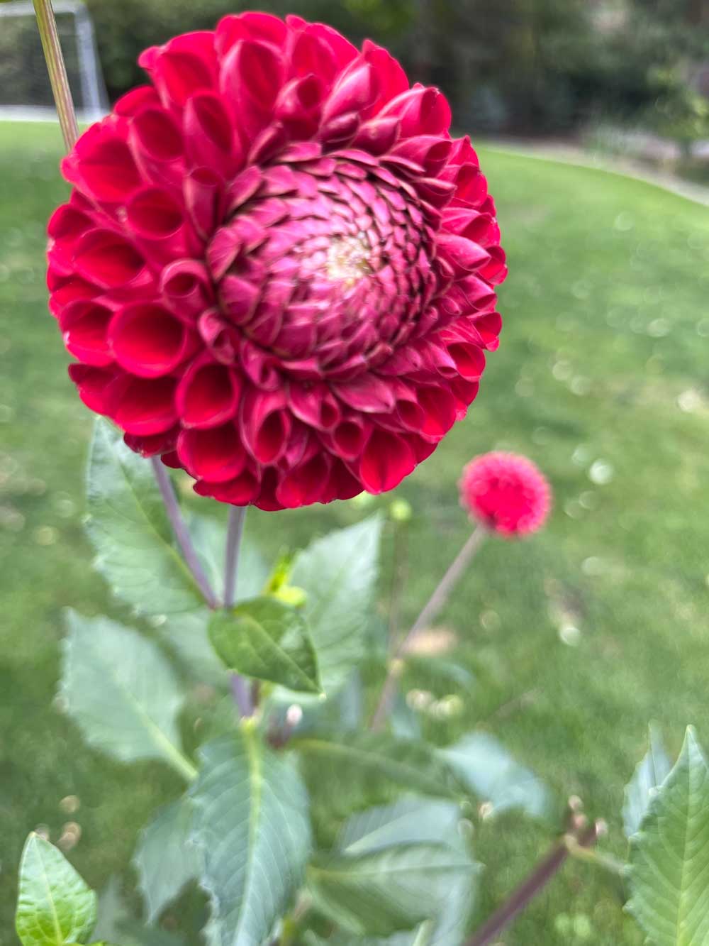 red dahlia