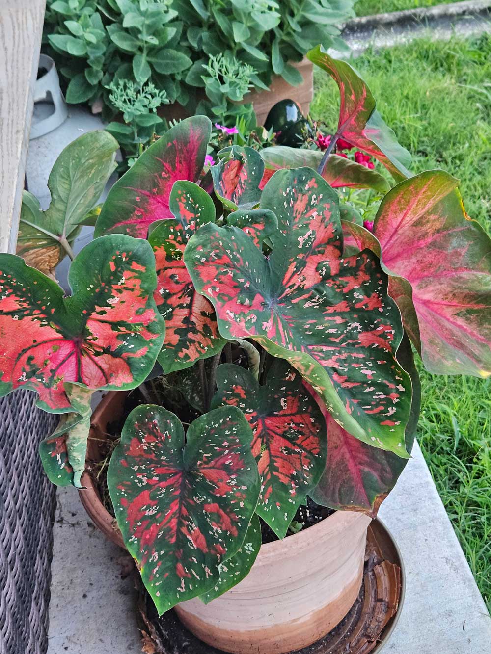 My morning caladium smiles