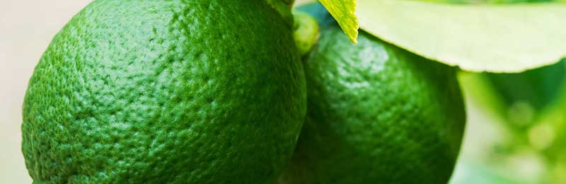 Key Lime Plants