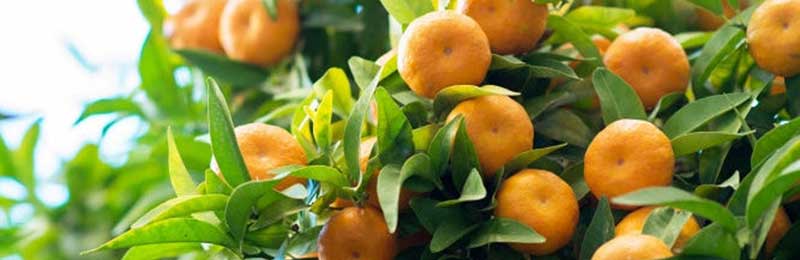 Owari Satsuma Trees