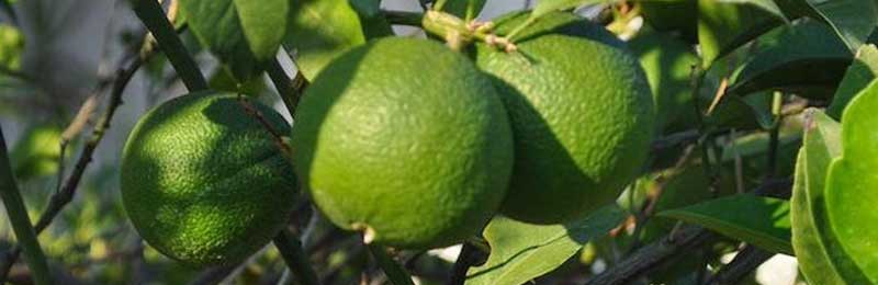 Persian Bearss Lime Tree