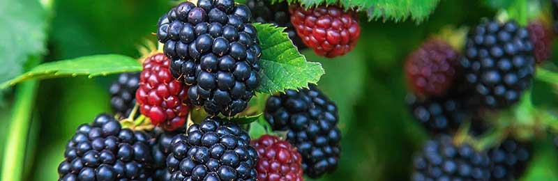 Blackberry Bushes