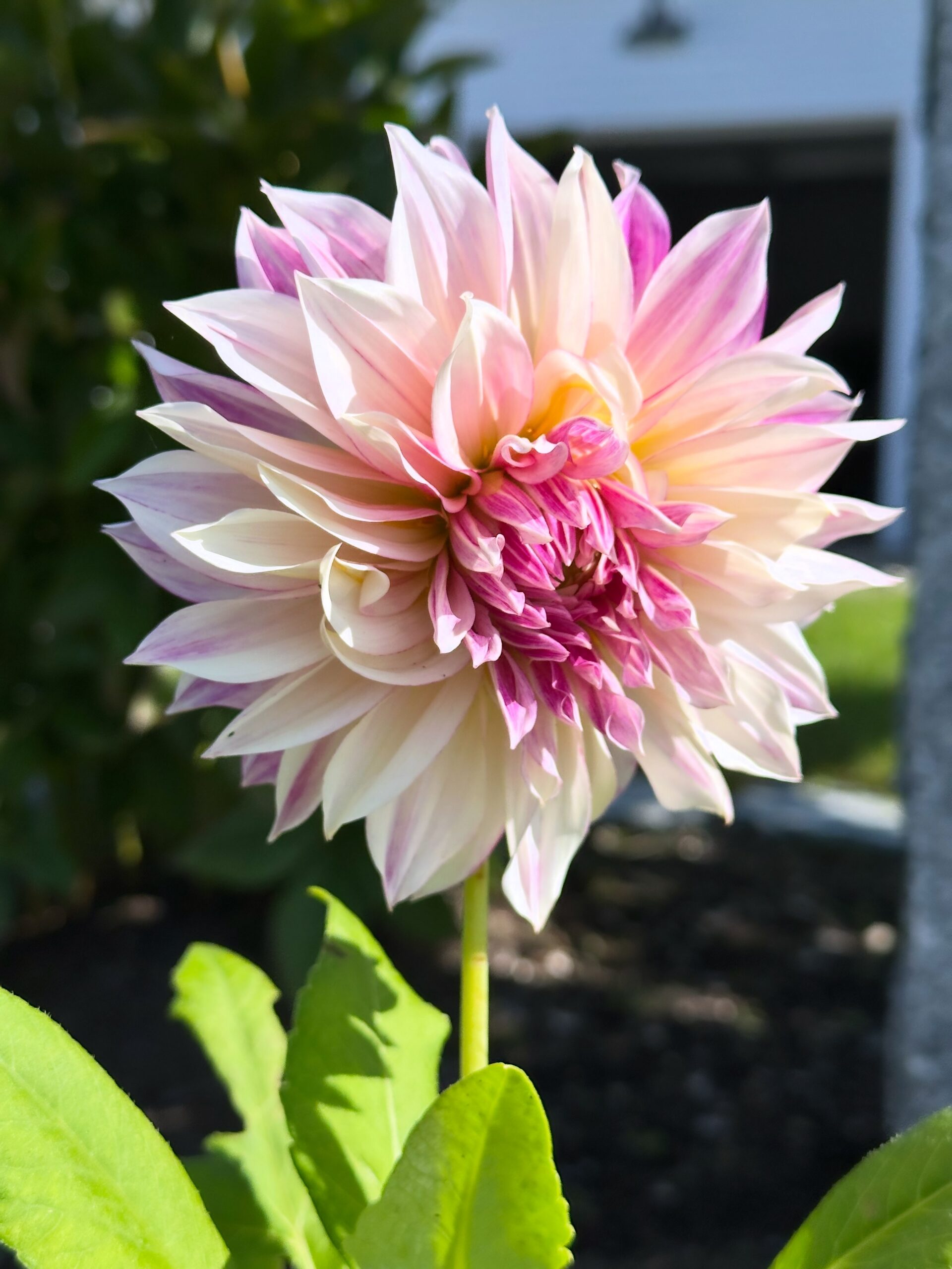 My first Café au Lait dahlia