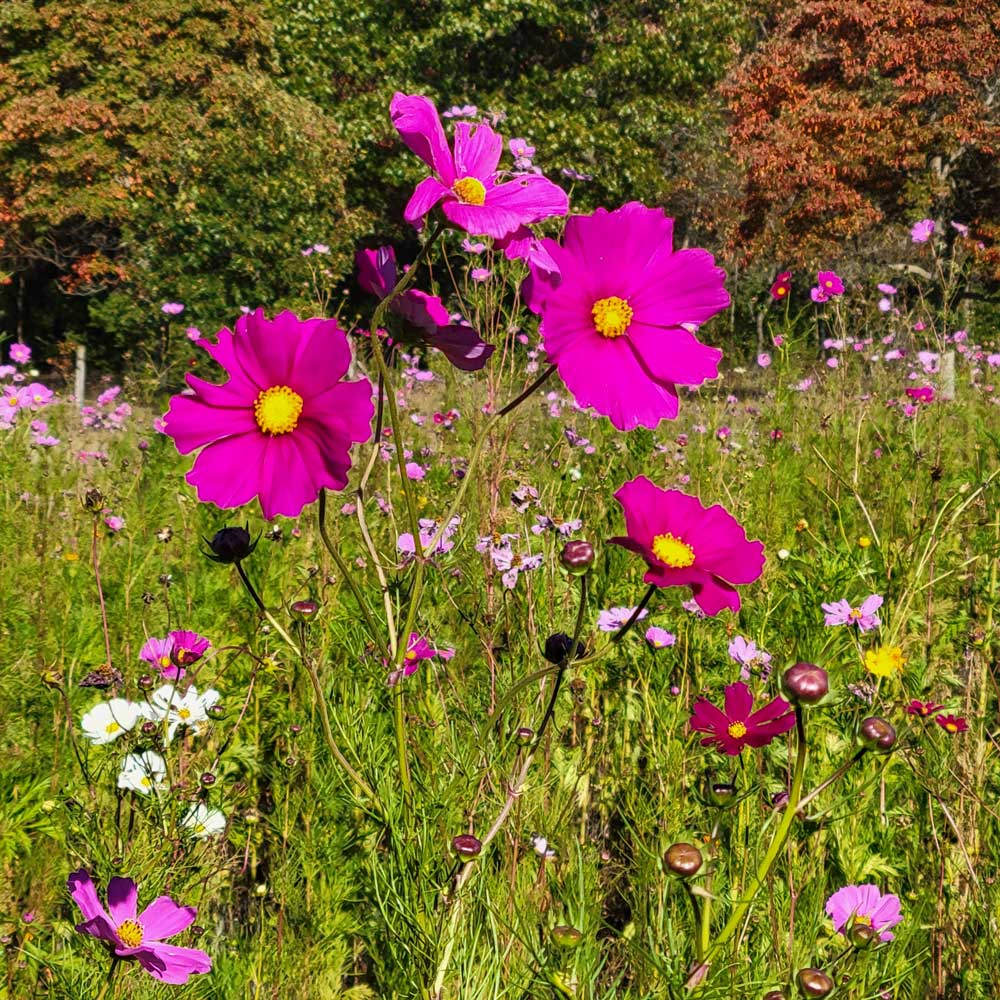 My field of mixed flowers