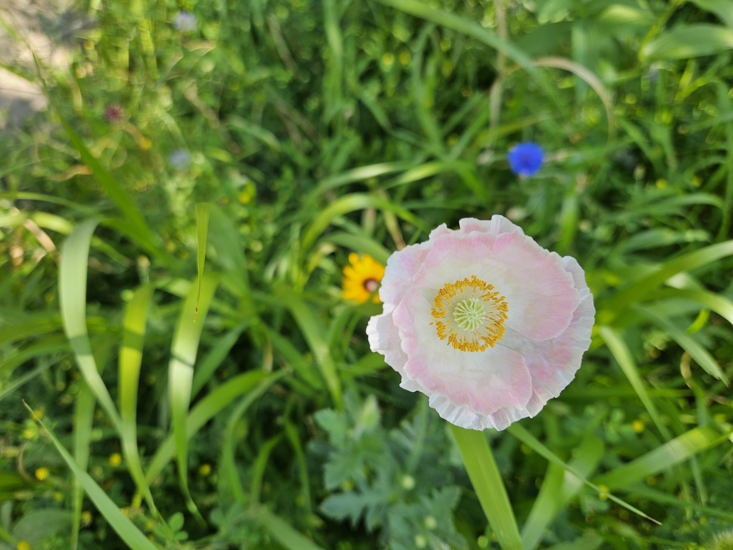 Poppy!