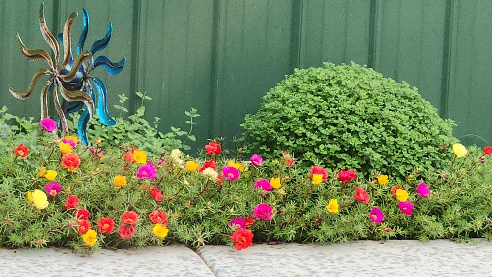 blooming moss rose