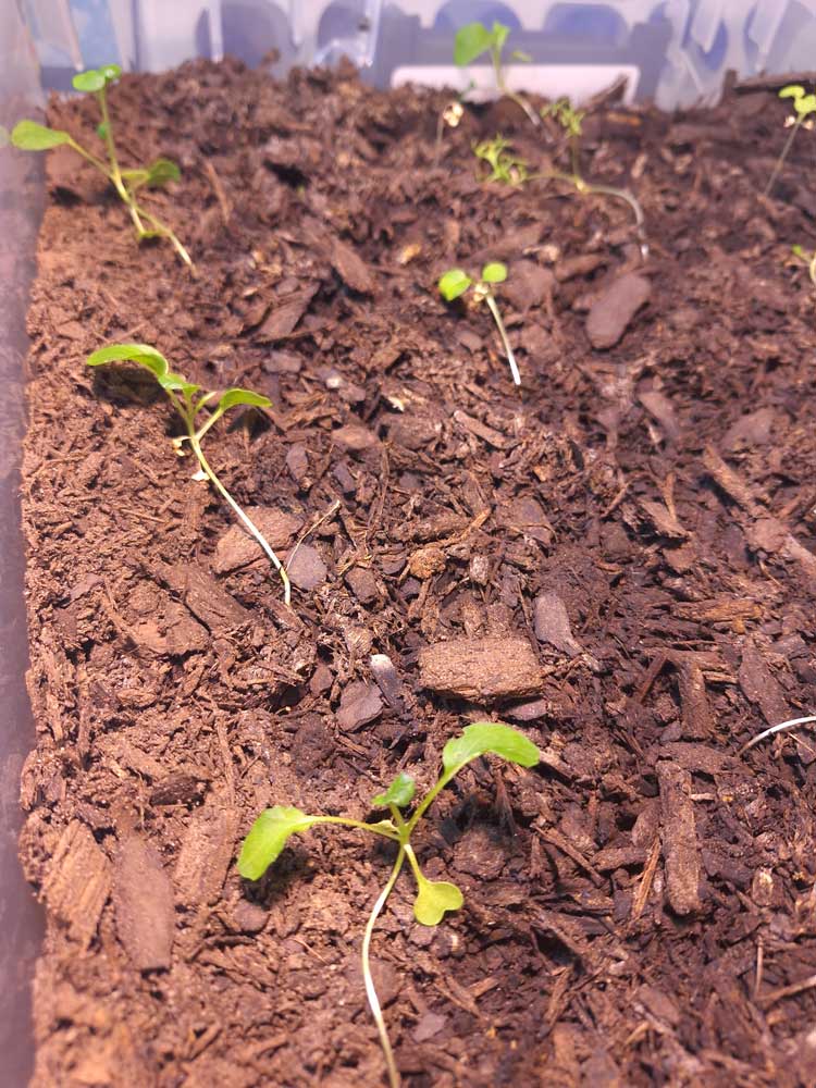 Inside lettuce sprouts!