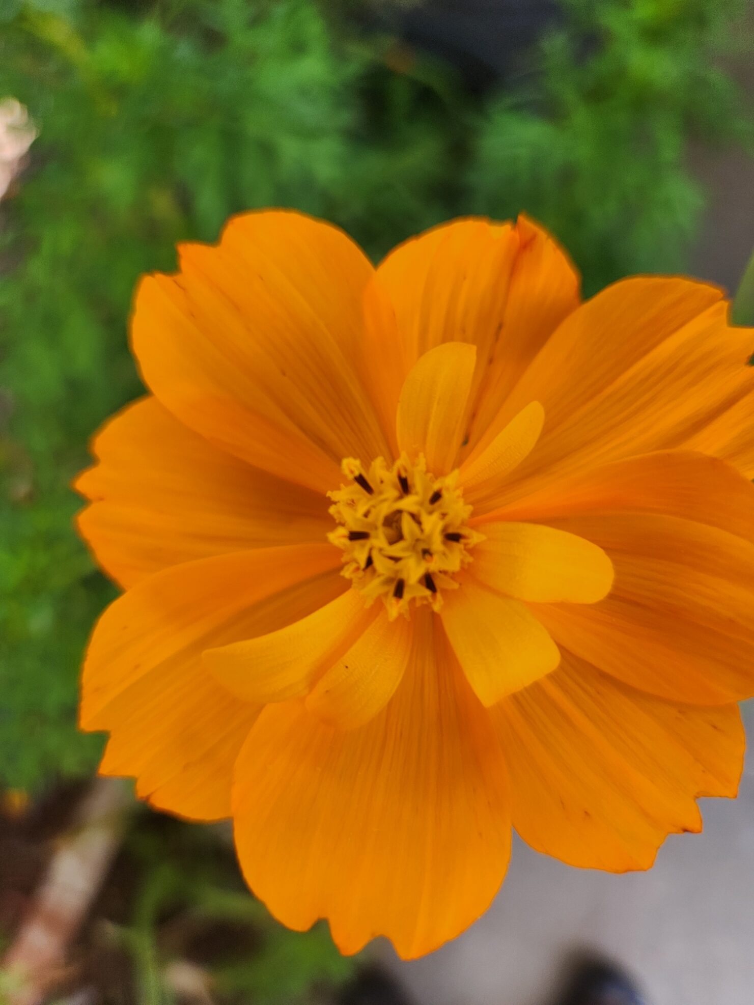 Cosmos