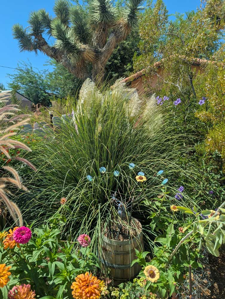 desert garden