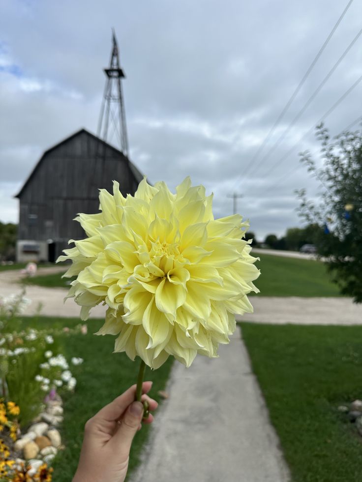 Dahlia