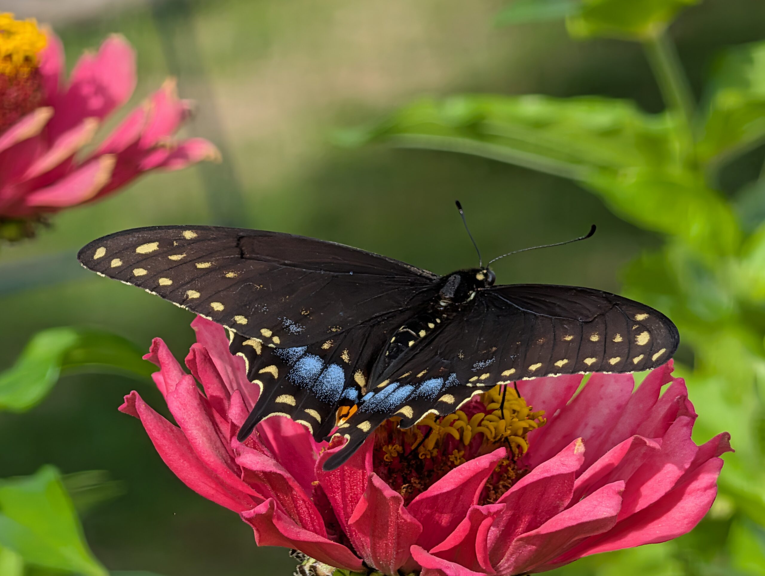 A Fluttery Friend Stops By