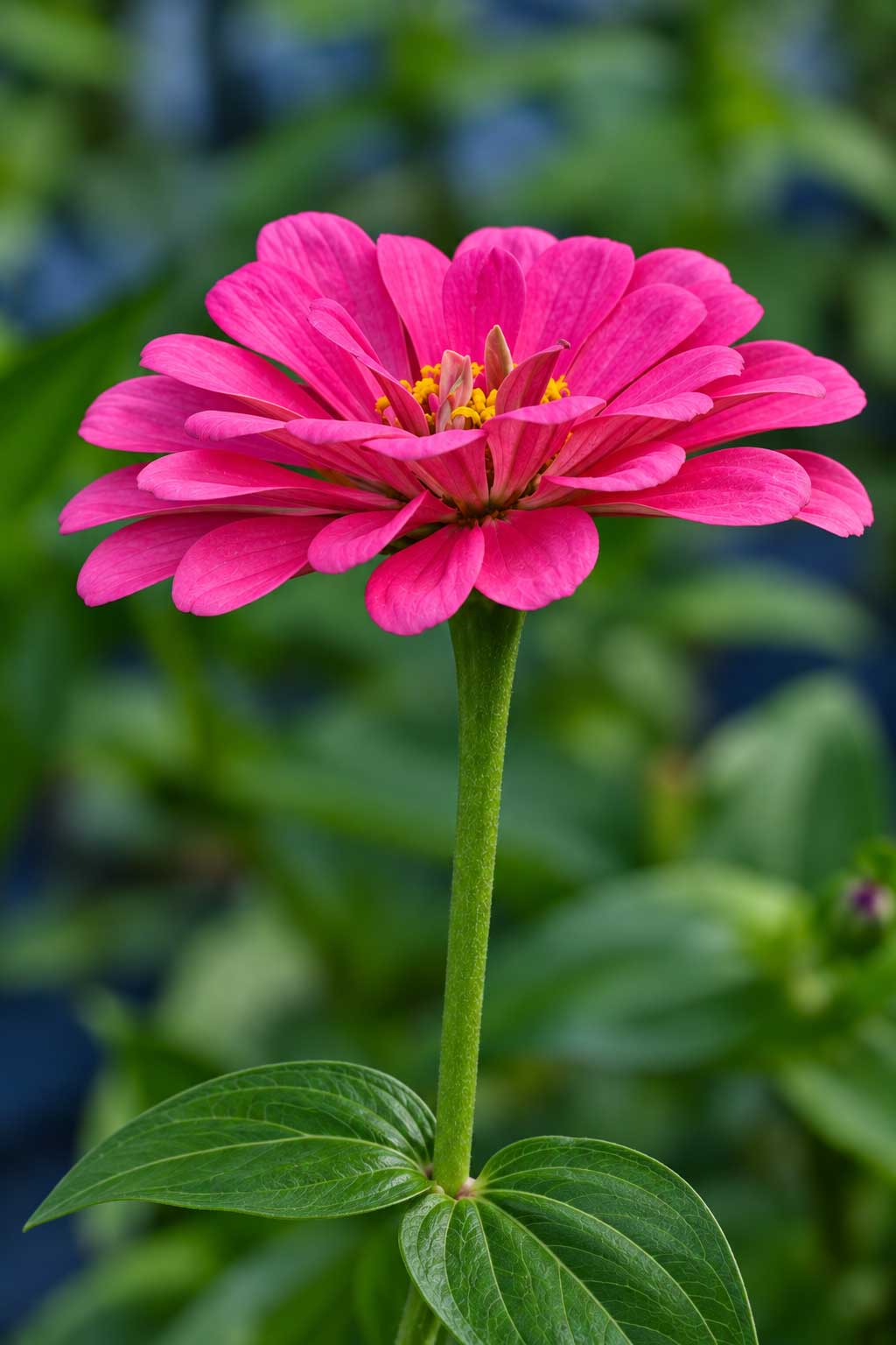 Pink Zinnia