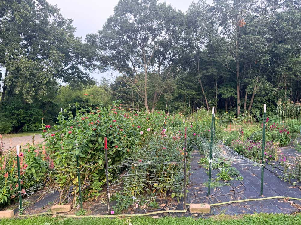 Cut flower Garden