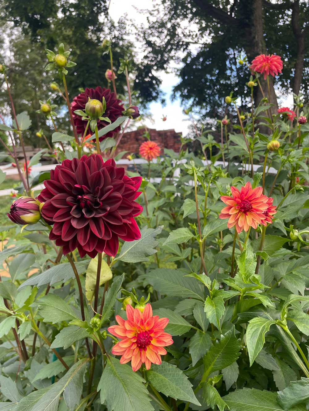 My garden of dahlias