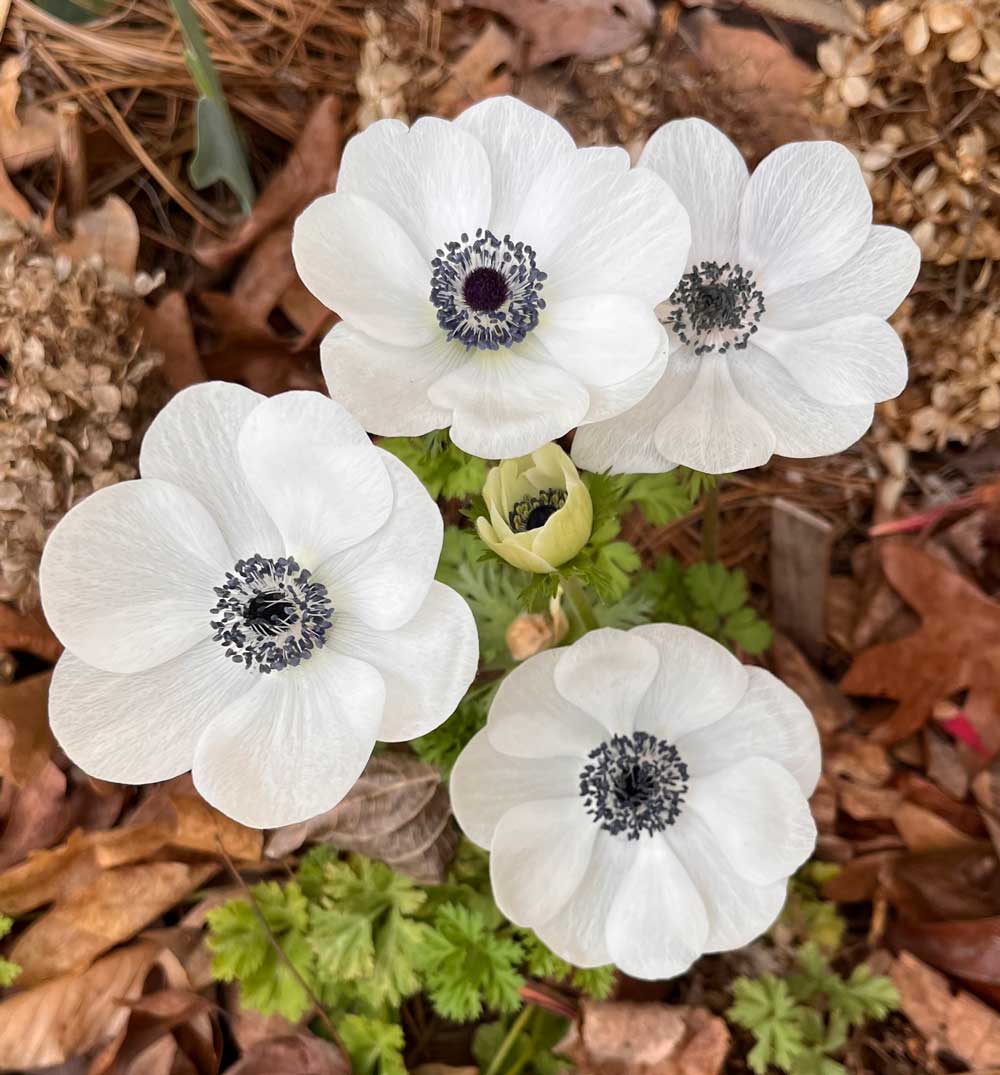 Eden Brothers Anemones