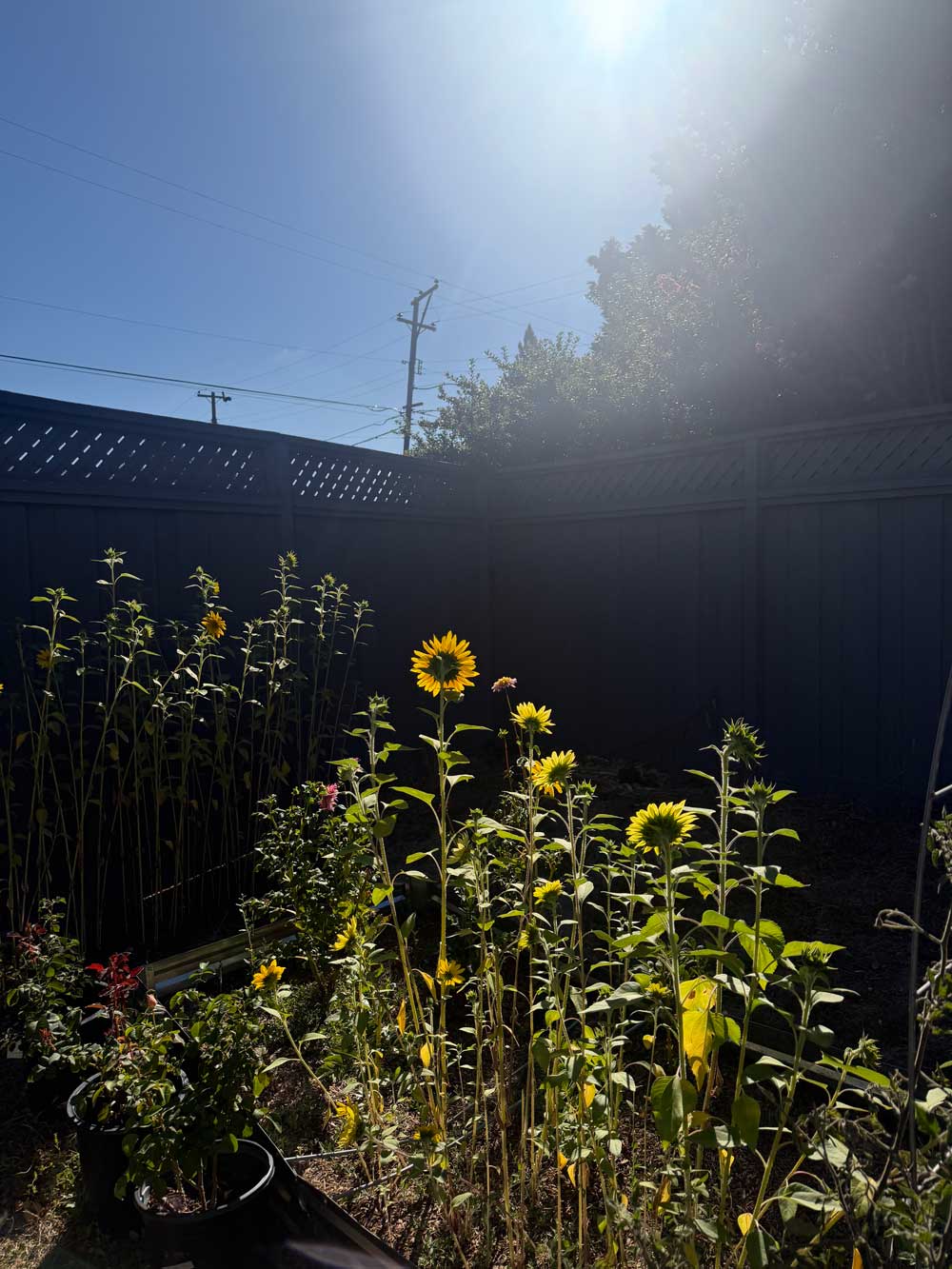 Sunshine = Sunflowers