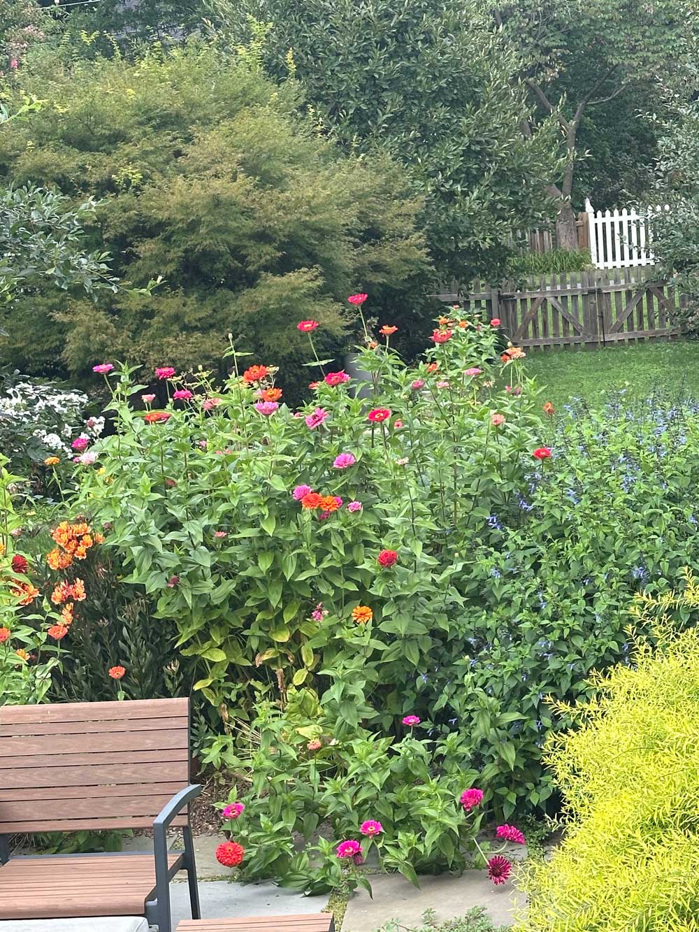California Giant Zinnias