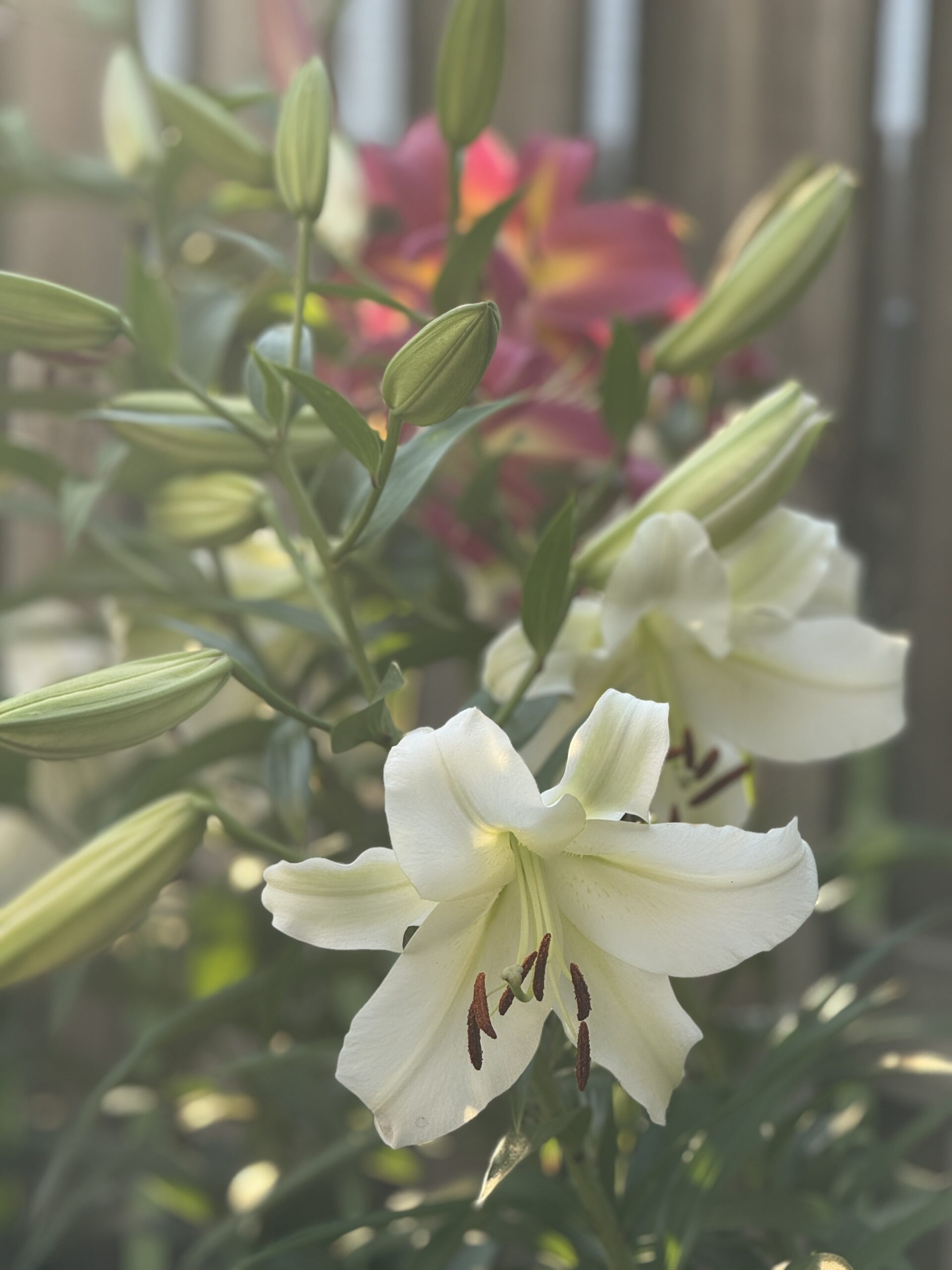 Early Morning Lilies