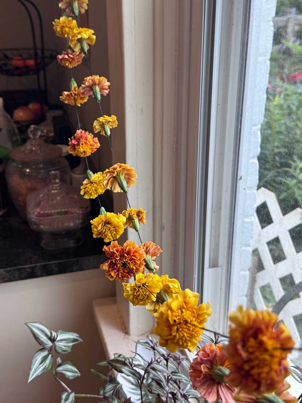 Strawberry Lemonade French Marigolds