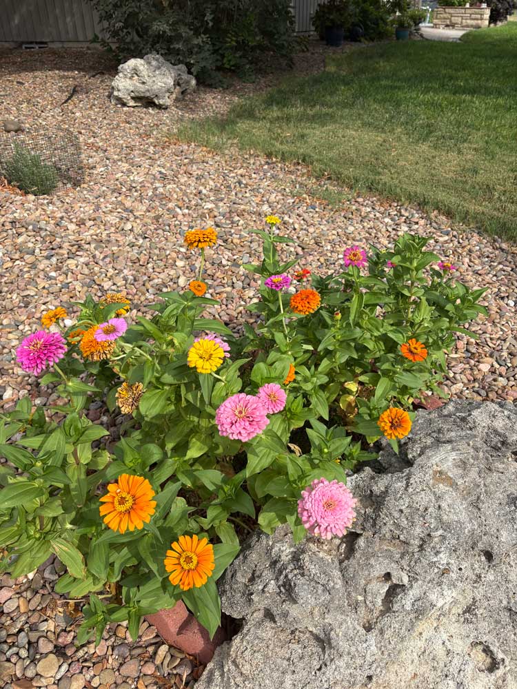 Corner zinnias
