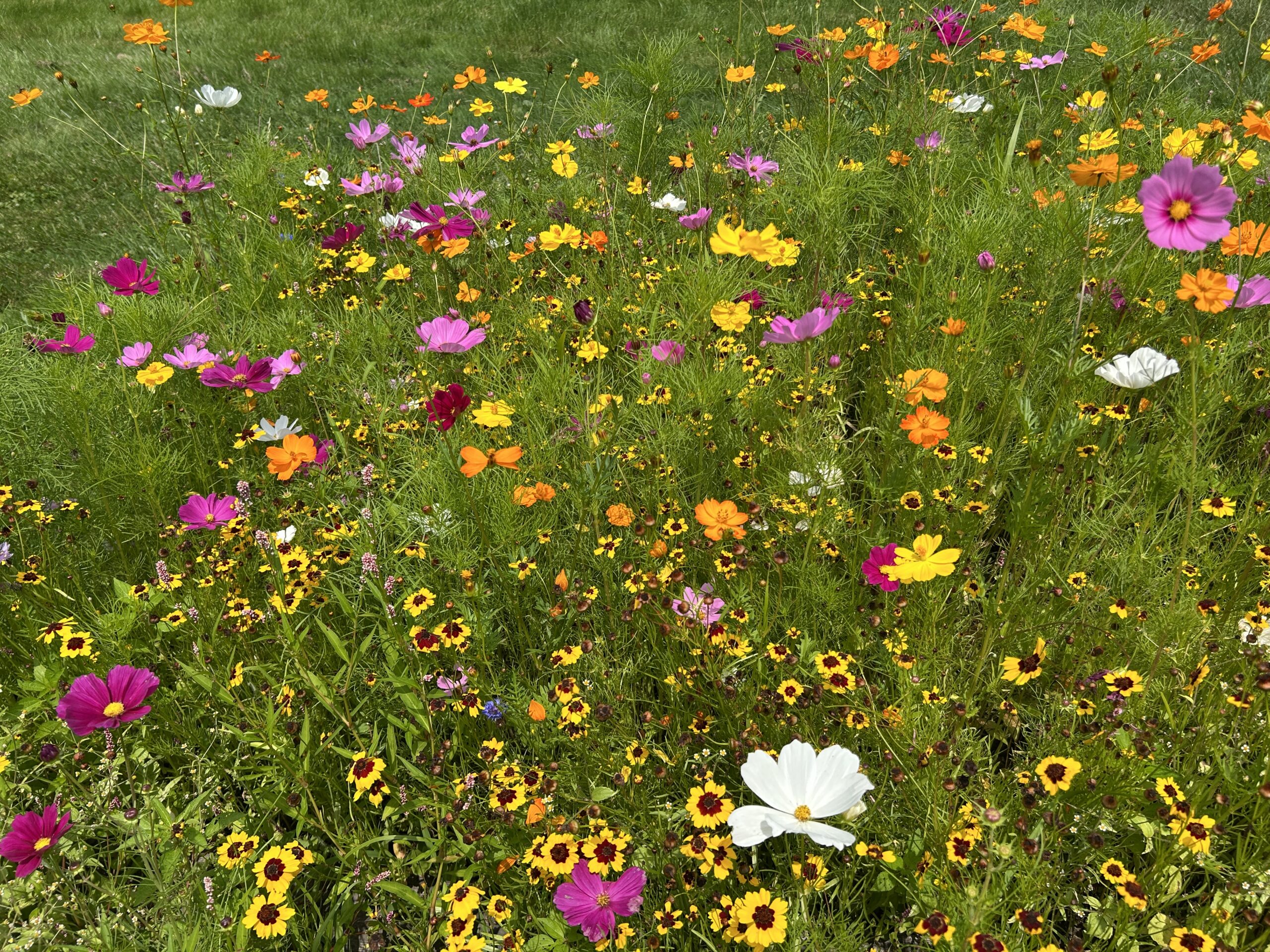 PA Wildflower mix and Cosmos