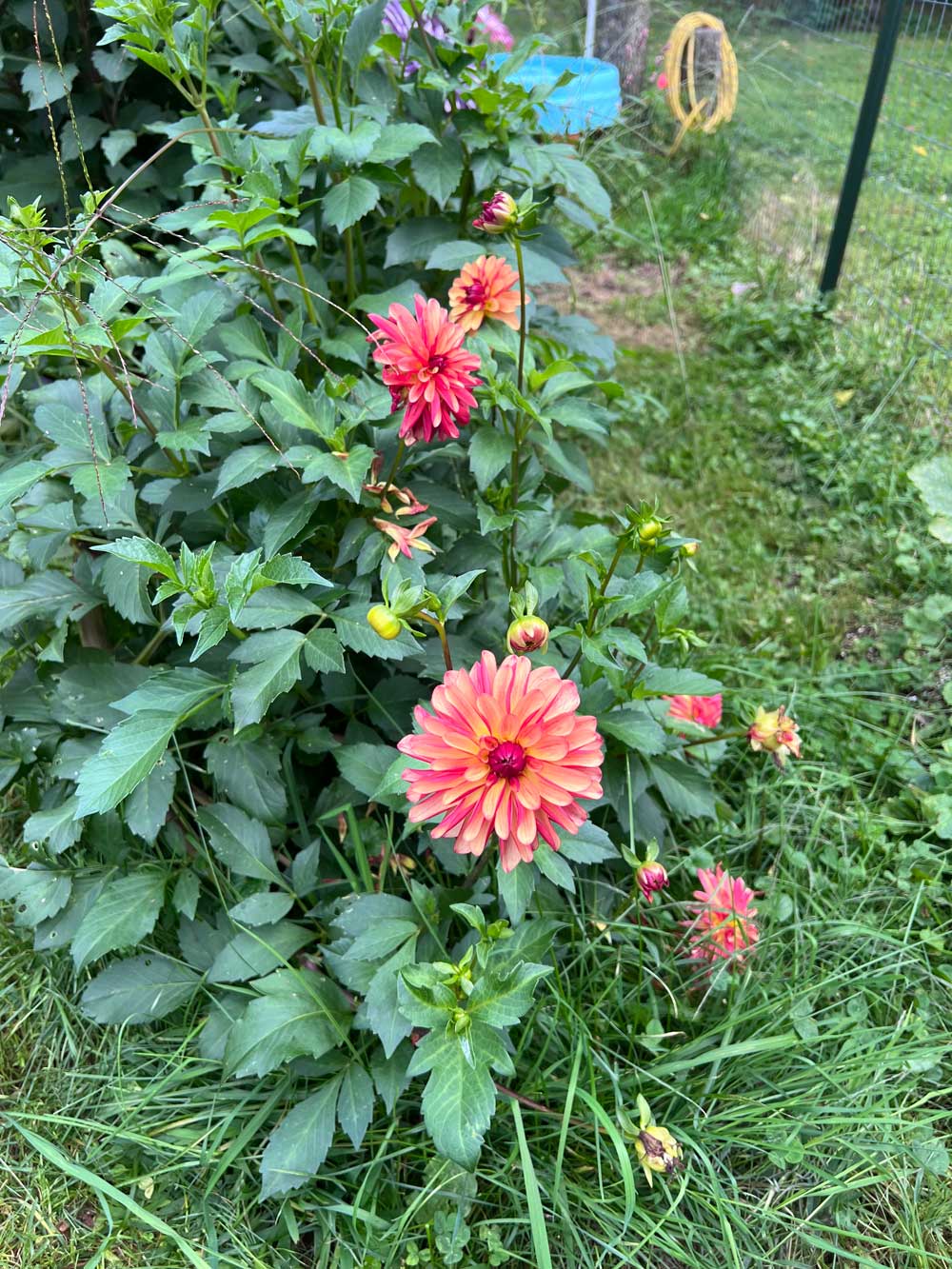 Dahlias